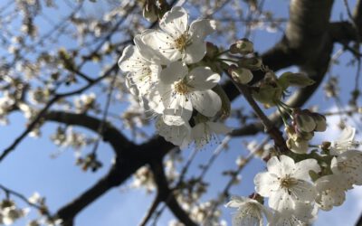 Umsatzsteuer, Regenwürmer, Kirschblüte, Jury, Shop Relaunch…