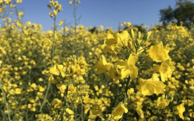 Blütenträume, Baustelle & Wasserleitungen, Newsletter