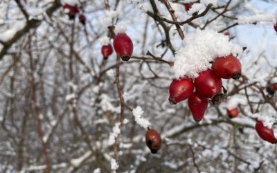 Winter Wonderland, Überraschung, Vorbereitungen, Danke, Endspurt & Weihnachten