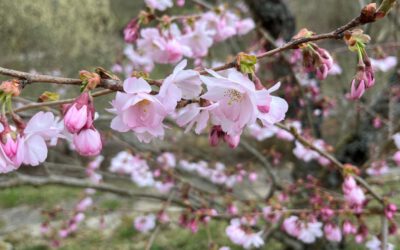 Kirschblüte, Olga, Malediven, Ostern, Baustelle