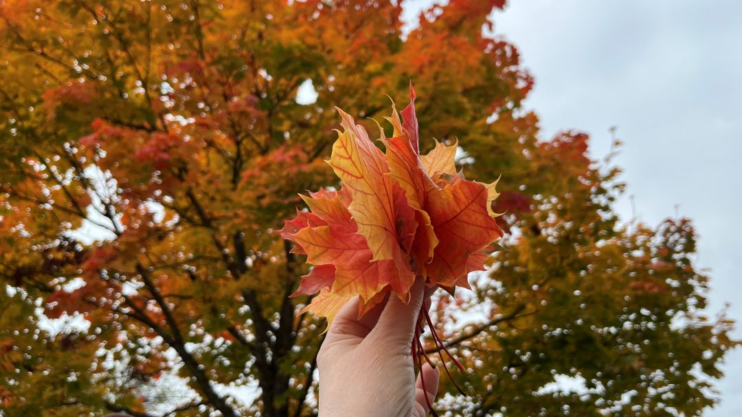 Katzen, Handwerk, Vorbereitungen, Vorfreude