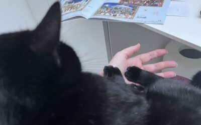 Apfelkuchen, Adventskalender, Kaffeeplausch