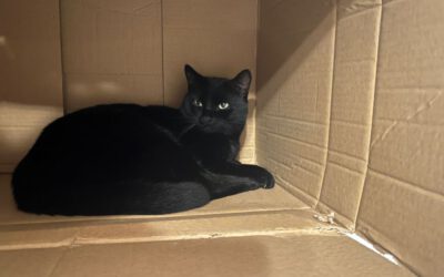 Adventskranz, Freunde, Alpakas, Kartons