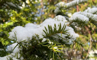 Marzipan, Stempel, Frost & Schnee, Tannen
