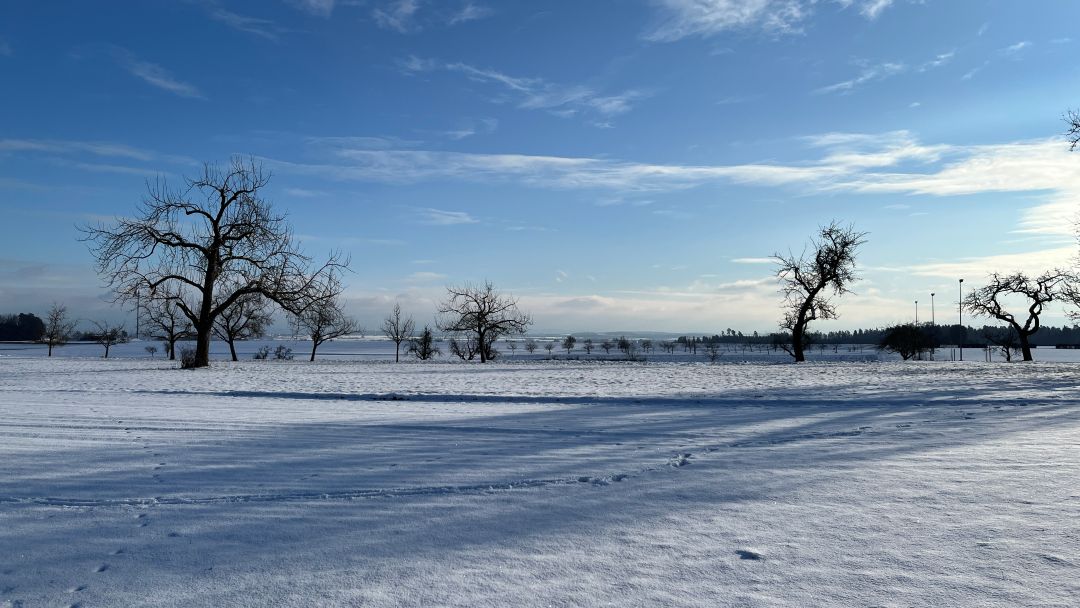 Winter, Tierarzt, König, Basel & Kusama, Planung