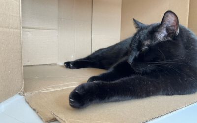 Schneeglöckchen, Lieferungen, Wahl, Bremen, Tulpen