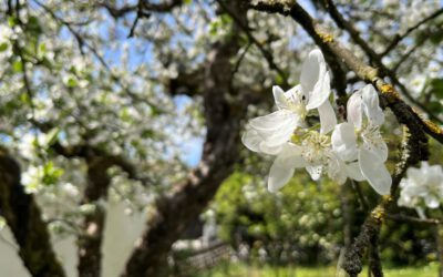 Blütenzauber, Winterschwimmerin, Pop Art, Tulpen