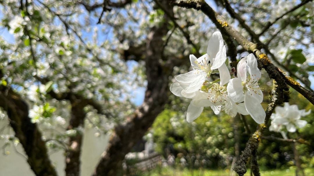 Blütenzauber, Winterschwimmerin, Pop Art, Tulpen