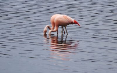 Flamingos, Münster & Co, Kunst, Krams