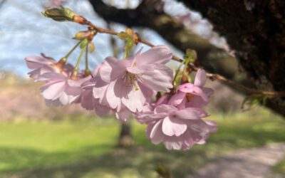 Kirschblüte, Ostern, Ei, Neuheiten & Kuchen