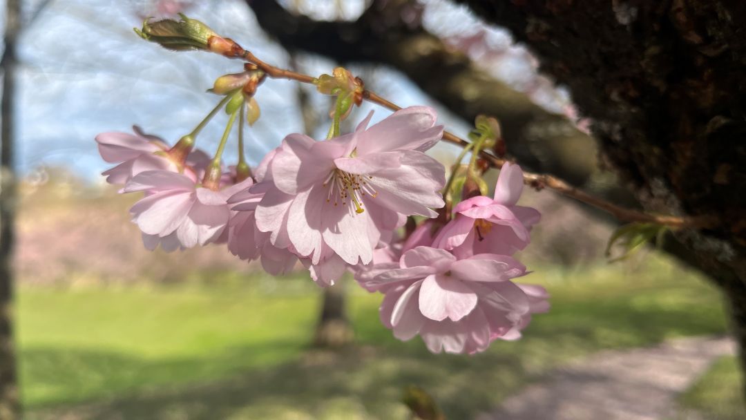 Kirschblüte, Ostern, Ei, Neuheiten & Kuchen